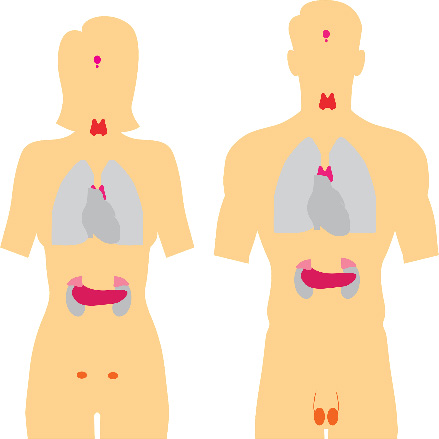 Coinvolgimento del sistema endocrino nell’infezione da SARS-CoV-2