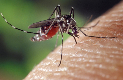 Mosquito Alert, l’app per tracciare le zanzare 